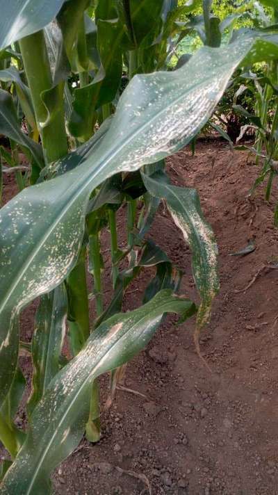 Thrips - Maize