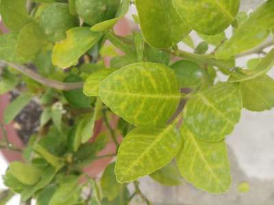 Sulfur Deficiency - Citrus