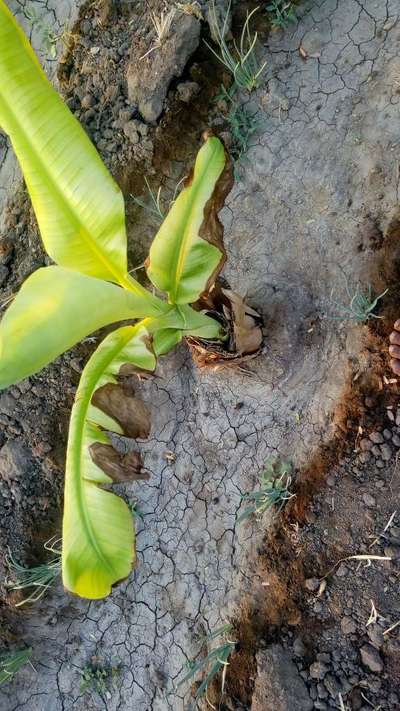 சாம்பல் சத்து பற்றாக்குறை (பொட்டாசியம் பற்றாக்குறை) - வாழைப் பழம்