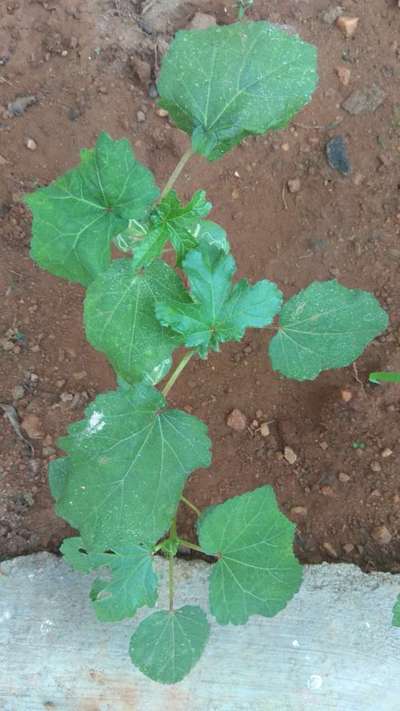 Leaf Miner Flies - Okra