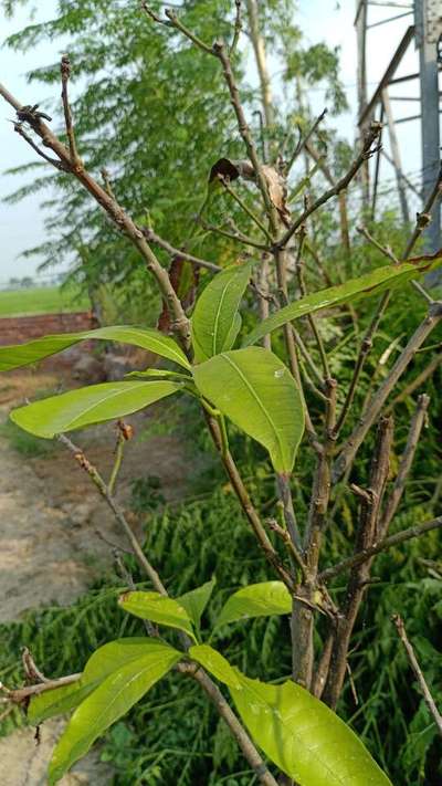 Mango Dieback Disease - Mango