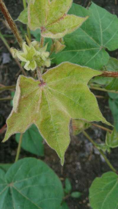 Thrips - Cotton