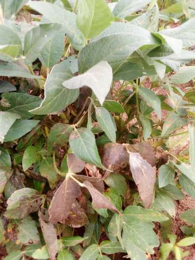 Anthracnose of Soybean - Soybean