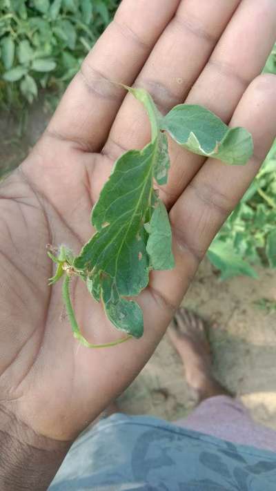 तम्बाकू की इल्ली - टमाटर