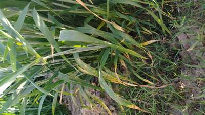 Septoria Tritici Blotch - Wheat