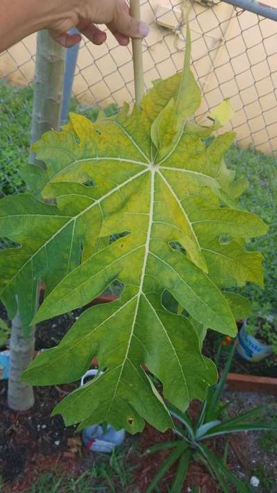 Magnesium Deficiency - Papaya