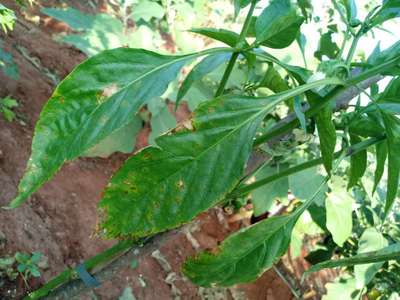 Cercosporiose da Pimenta - Pimentão e Pimenta