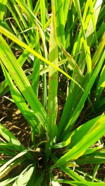 Brown Spot of Rice - Rice