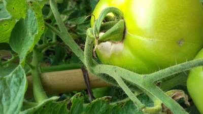 Queimadura Solar Abiótica - Tomate