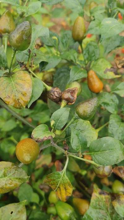 Podredumbre Blanda Bacteriana  - Capsicum y chile