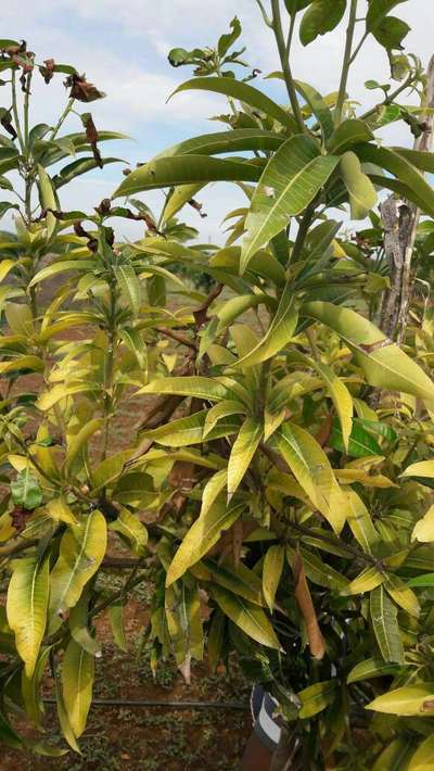 Nitrogen Deficiency - Mango