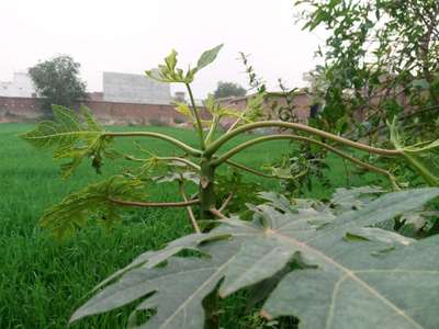 Broad Mite - Papaya