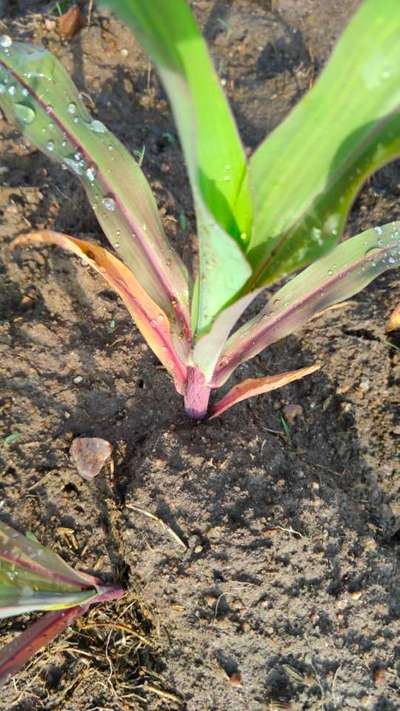 Phosphorus Deficiency - Maize