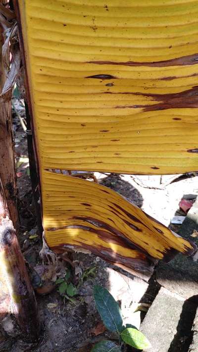 Yellow and Black Sigatoka - Banana