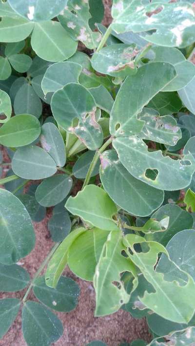 Tobacco Caterpillar - Peanut