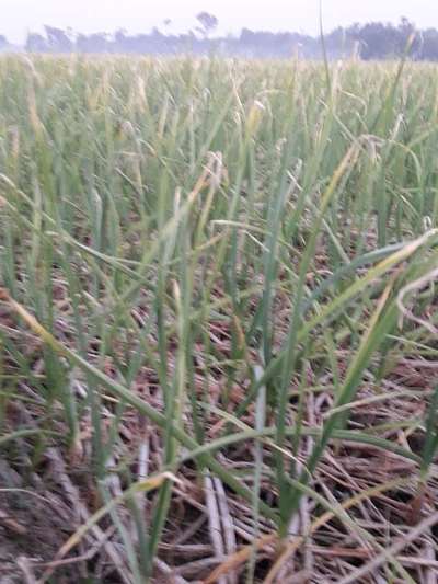পটাশিয়ামের অভাবজনিত লক্ষণ - পেঁয়াজ
