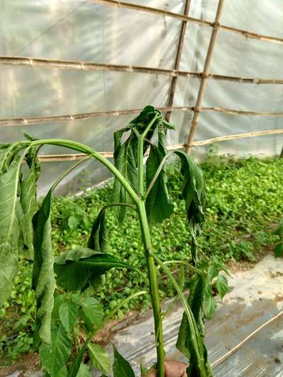 Bacterial Wilt - Capsicum & Chilli