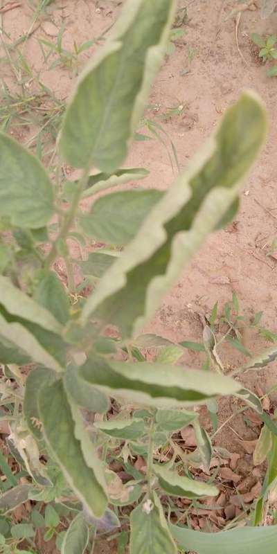 Whiteflies - Tomato