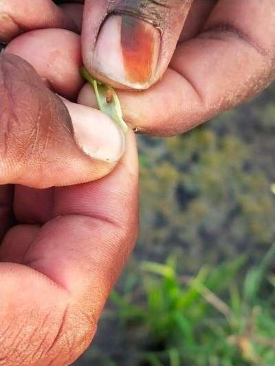 ಭತ್ತದ ಏಷ್ಯನ್ ಕಣೆ ನೊಣ - ಭತ್ತ