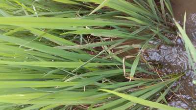 Stem Rot of Rice - Rice