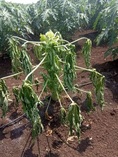 Fusarium Wilt - Papaya