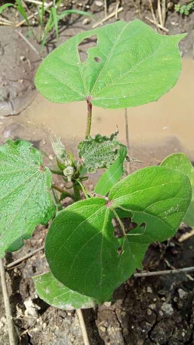 Herbicide Growth Damage - Cotton