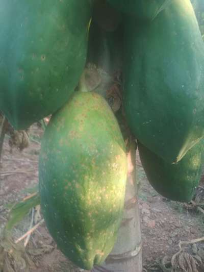 Black Spot Disease of Papaya - Papaya