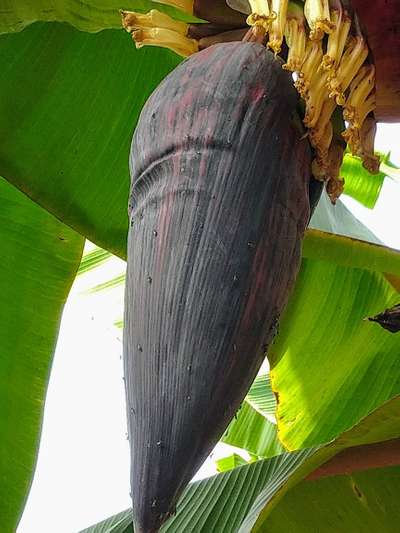 வாழையின் பனாமா நோய் (ஃப்யுசேரியம் வாடல் நோய்) - வாழைப் பழம்