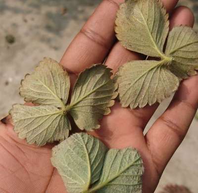 Spider Mites - Strawberry