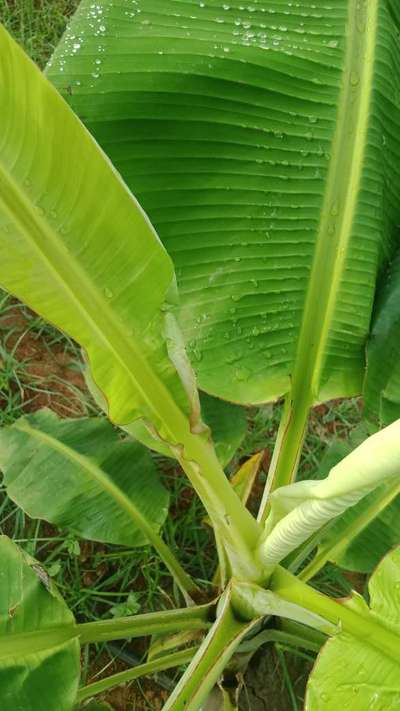 ಕ್ಯಾಲ್ಸಿಯಂ ಕೊರತೆ - ಬಾಳೆಹಣ್ಣು