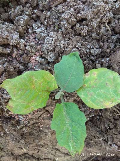 Leaf Miner Flies - Brinjal