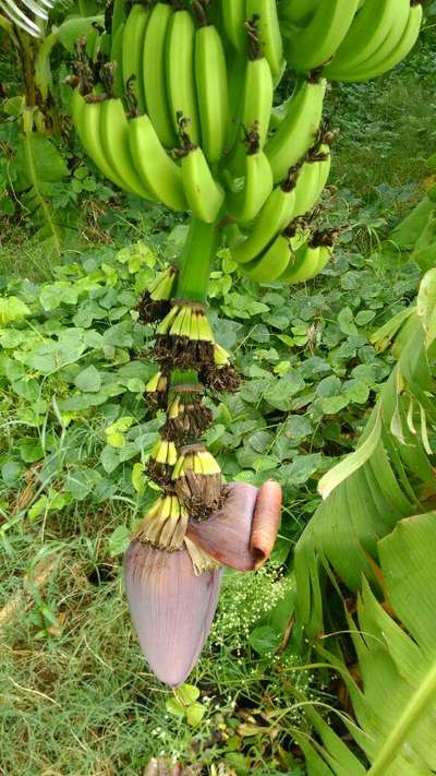 Cigar End Rot - Banana