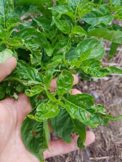 Cercosporiose da Pimenta - Pimentão e Pimenta