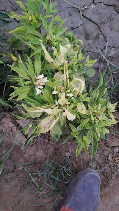 Iron Deficiency - Capsicum & Chilli