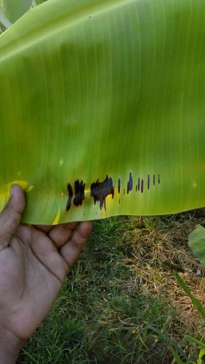 Potassium Deficiency - Banana