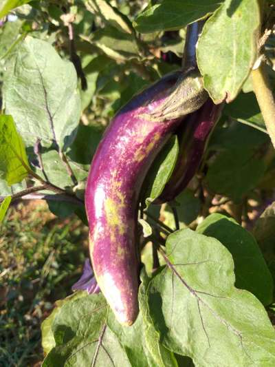 Leafhoppers and Jassids - Brinjal