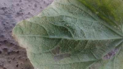 Aphids - Cucumber