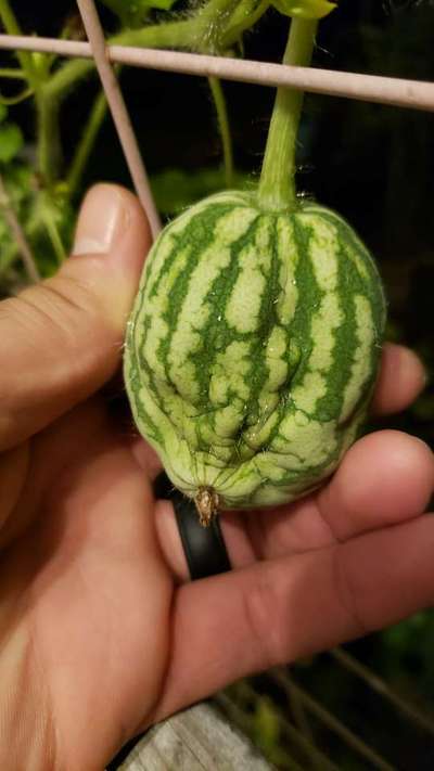 Boron Deficiency - Melon