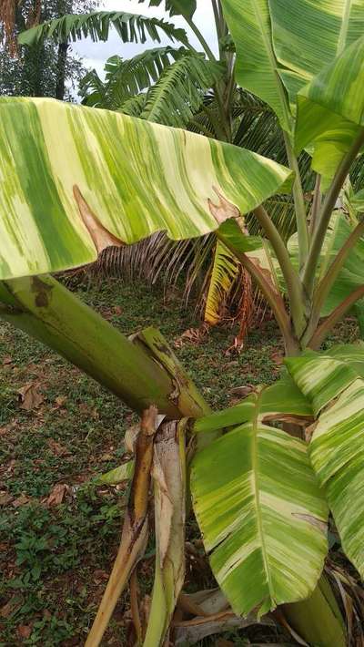 ಕಬ್ಬಿಣದ ಕೊರತೆ - ಬಾಳೆಹಣ್ಣು