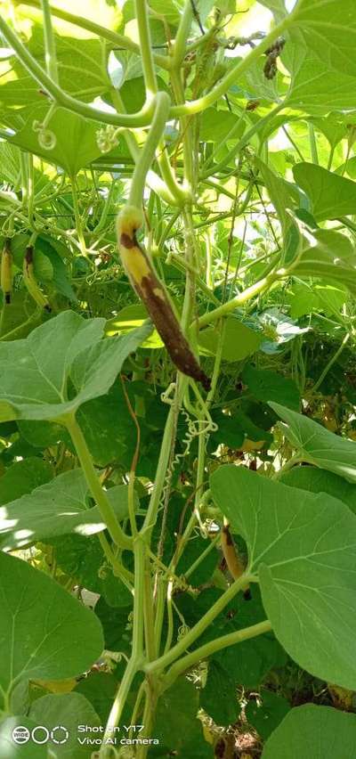 పుచ్చకాయ పండు ఈగ - కీర దోస