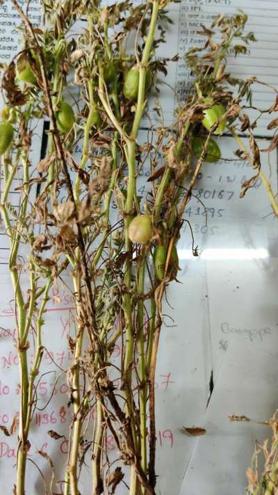 Fusarium Wilt - Chickpea & Gram