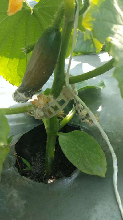 Stem Rot - Cucumber