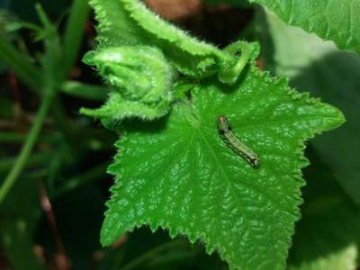 Velvetbean Caterpillar - Cucumber