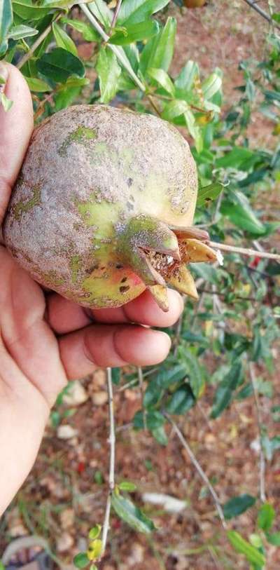 Chilli Thrips - Pomegranate