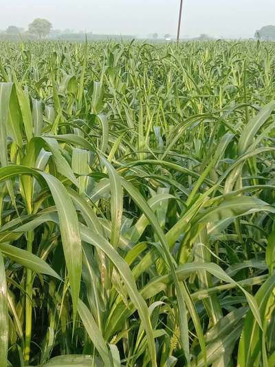 Boron Deficiency - Millet