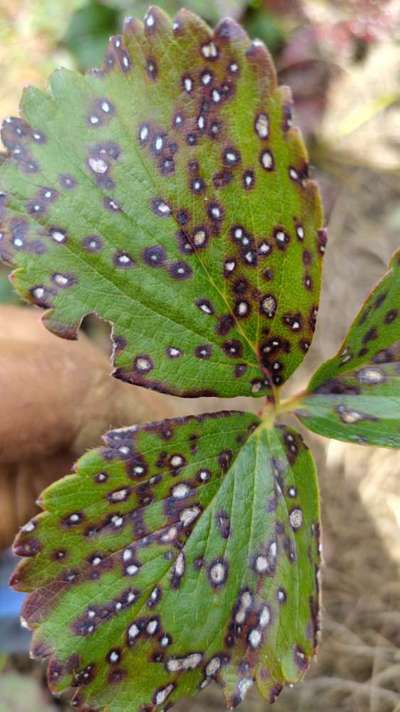 Common Leaf Spot - Fresa