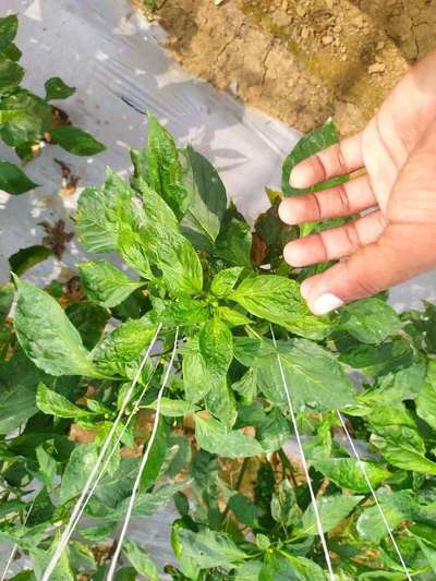 Chilli Thrips - Capsicum & Chilli