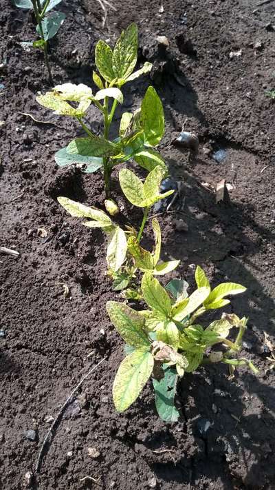 Iron Deficiency - Soybean