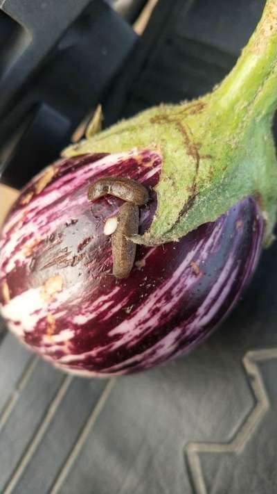 Slugs and Snails - Brinjal