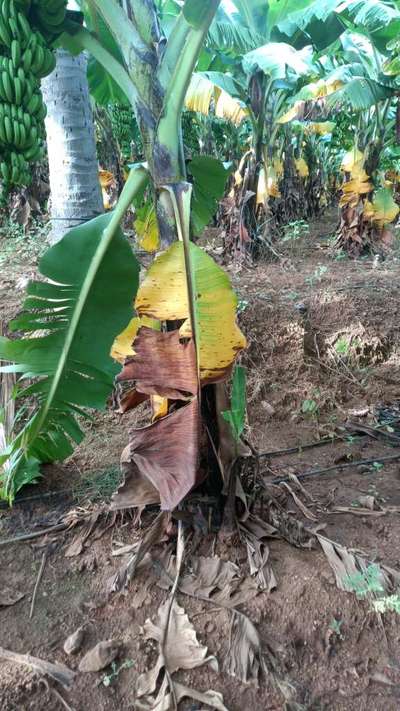 Leaf Blotch of Banana - Banana